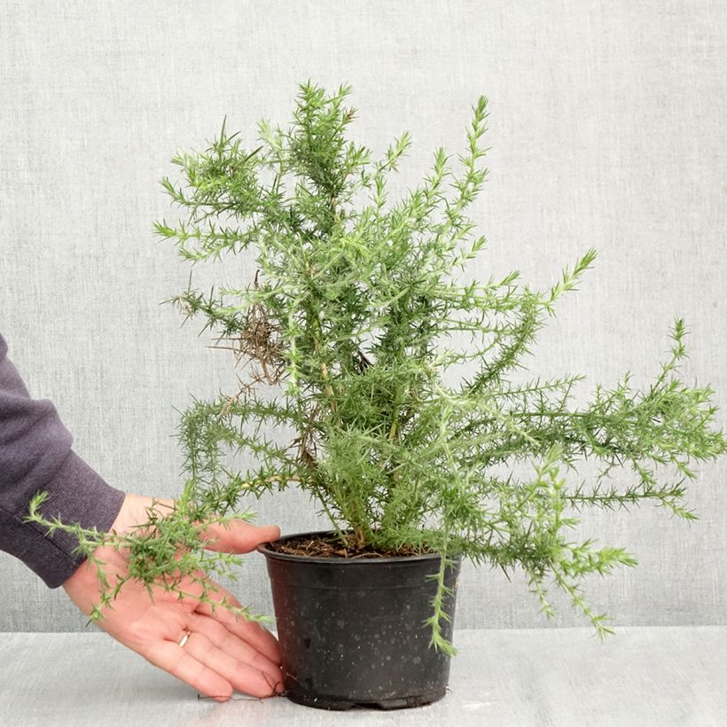 Spécimen de Ulex europaeus - Ajonc commun Pot de 1L/1,5L tel que livré en automne