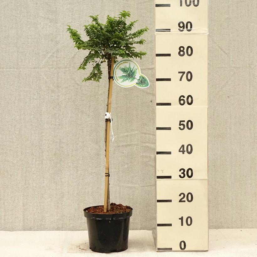 Spécimen de Ulmus hollandica Jacqueline Hillier - Orme nain Pot de 4L/5L, Tige, Tige de 60 cm tel que livré en été