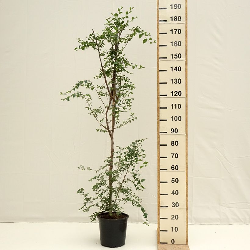 Spécimen de Ulmus minor - Orme champêtre Pot de 7,5L/10L tel que livré au printemps