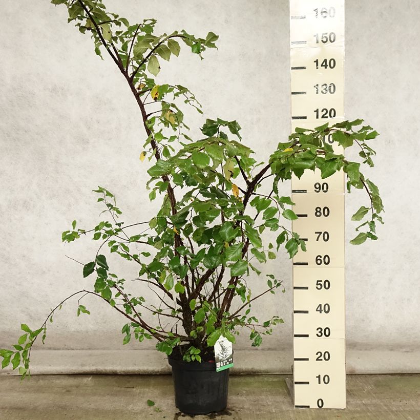 Spécimen de Ulmus minor suberosa - Orme champêtre Pot de 7,5L/10L tel que livré en été