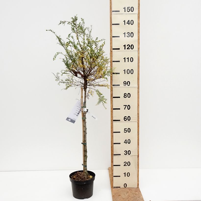Spécimen de Ulmus parvifolia Seiju - Orme de Chine Pot de 4L/5L, Tige, Tige de 80 cm tel que livré en automne