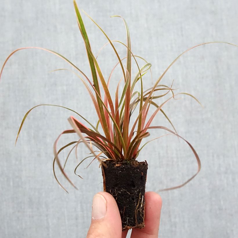 Example of Uncinia rubra Everflame Mini-motte Ø 3/4 cm as you get in automne