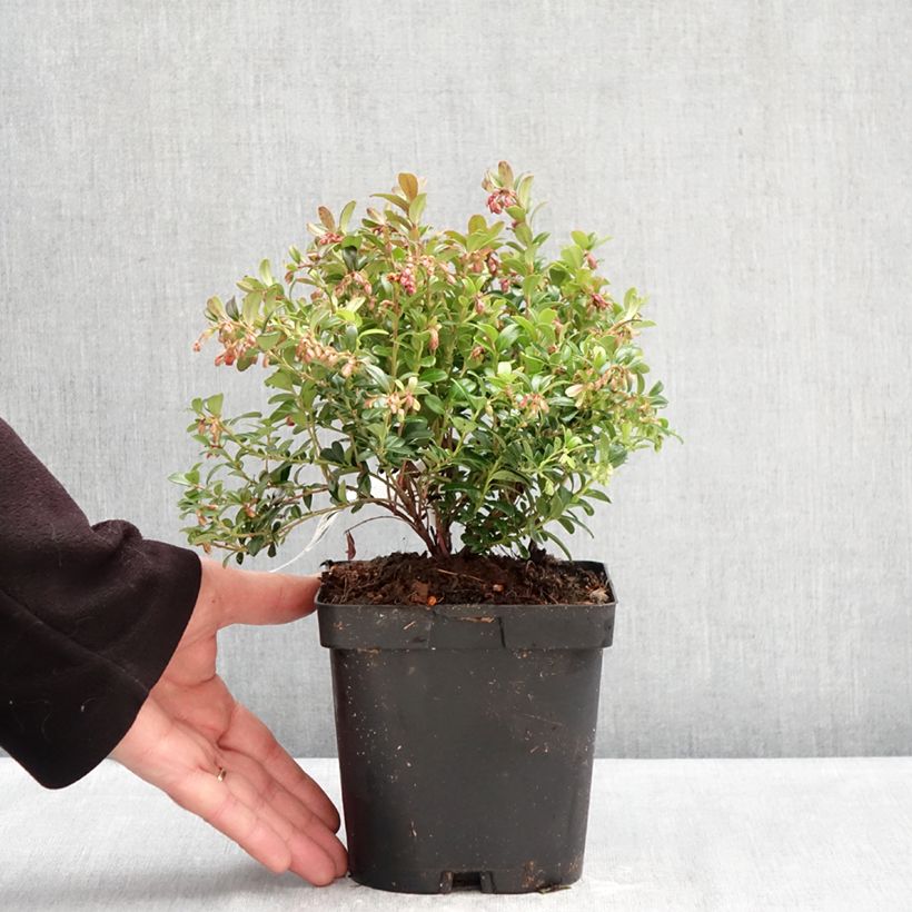 Spécimen de Vaccinium vitis-idaea Miss Cherry - Airelle rouge  Pot de 2L/3L tel que livré en hiver