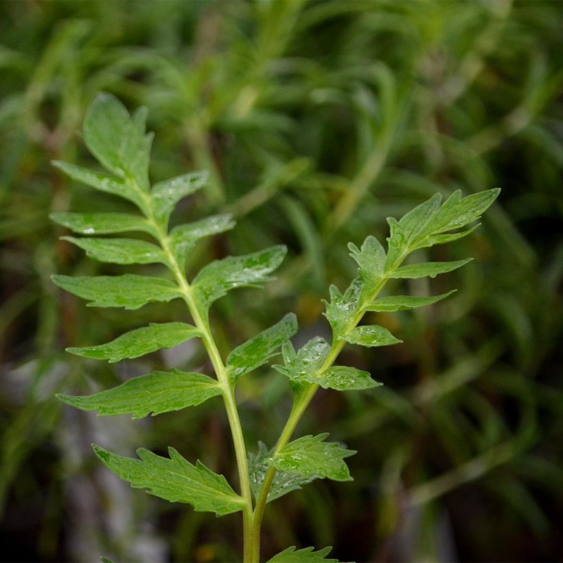 Valériane officinale (Foliage)
