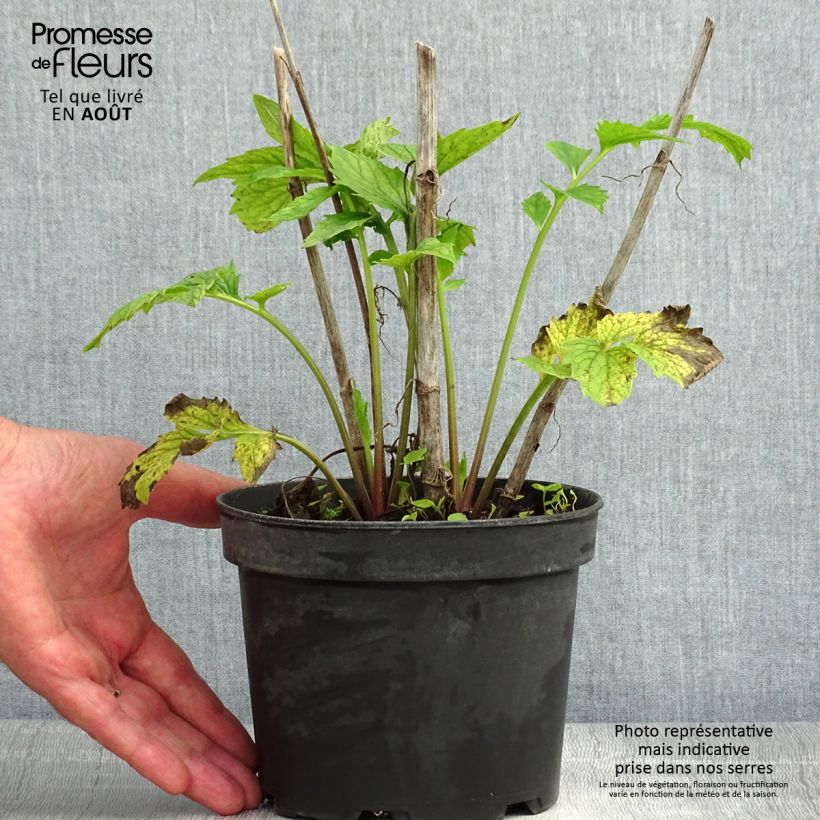 Spécimen de Valériane officinale Pot de 2L/3L tel que livré en été