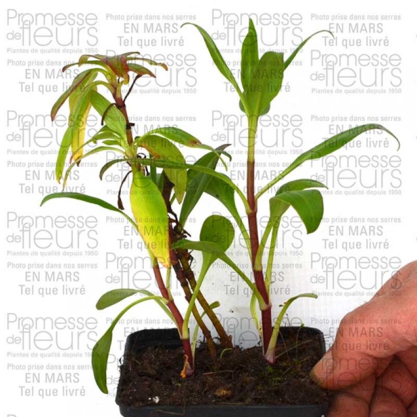 Example of Valériane rose, Centranthus ruber Kempenhof Godet de 8/9 cm as you get