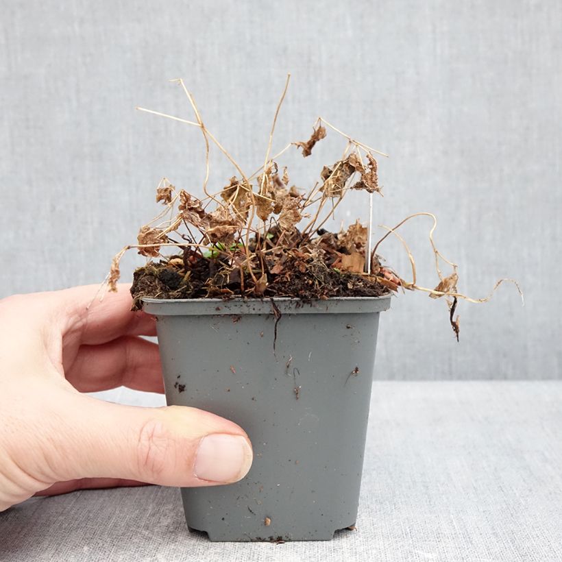 Spécimen de Vancouveria hexandra Godet de 8/9 cm tel que livré en hiver