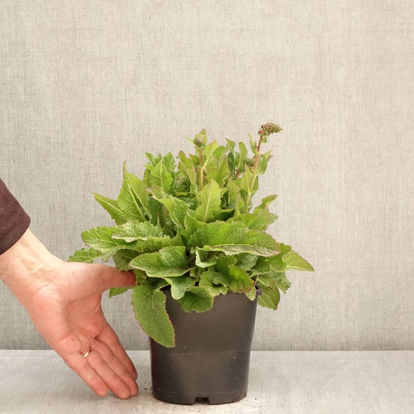 Spécimen de Verbascum Dark Eyes - Molène hybride Pot de 2L/3L tel que livré au printemps