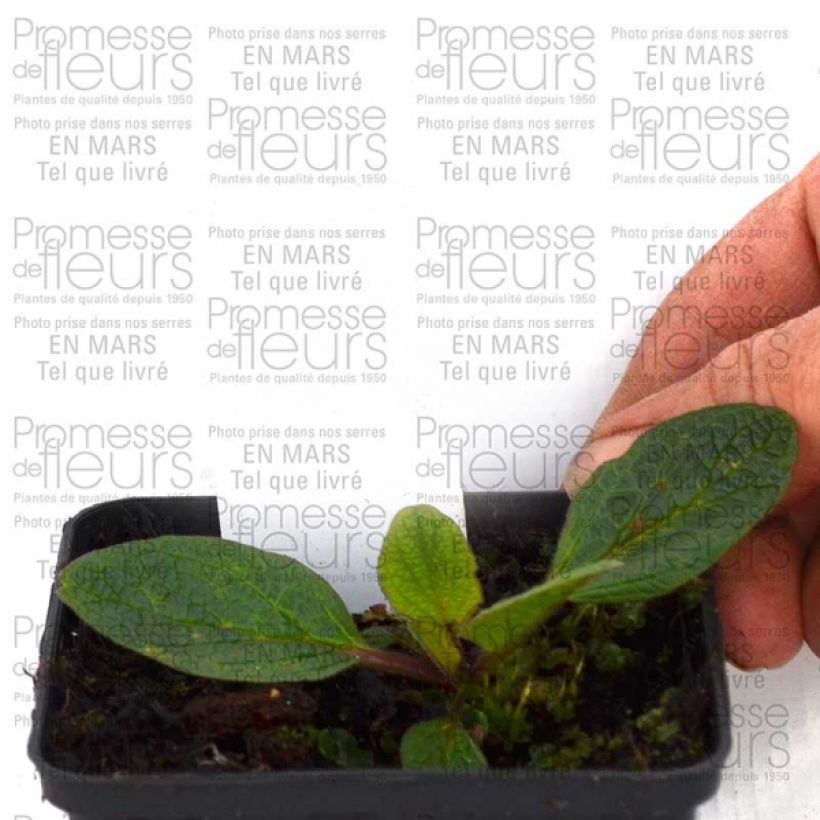 Exemple de spécimen de Verbascum hybride Blue Lagoon - Molène Godet de 8/9 cm tel que livré