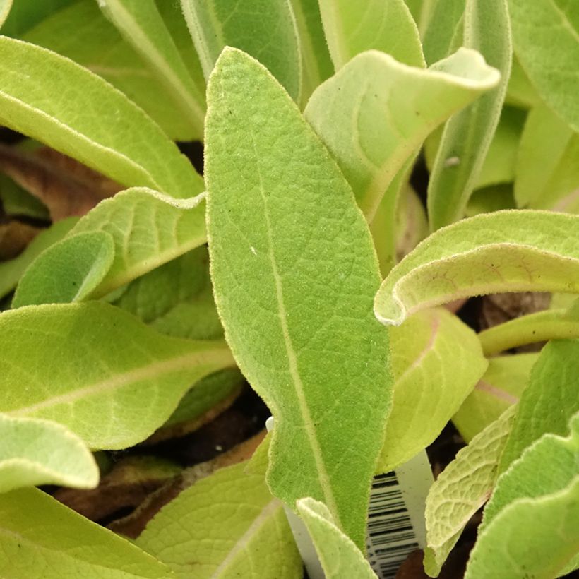 Verbascum olympicum - Molène d'Olympe (Feuillage)