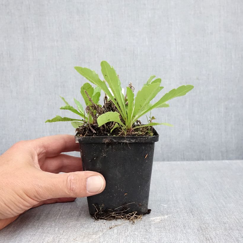 Spécimen de Verbascum Rosie - Molène hybride. Godet de 8/9 cm tel que livré en automne