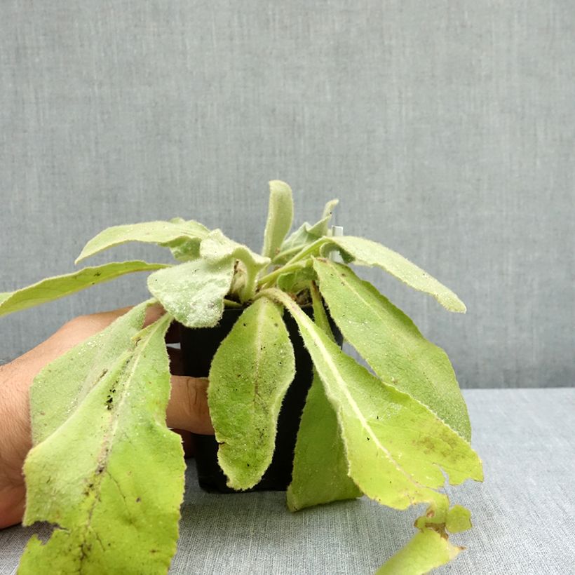 Spécimen de Verbascum thapsus - Molène Bouillon blanc Godet de 8/9 cm tel que livré en été