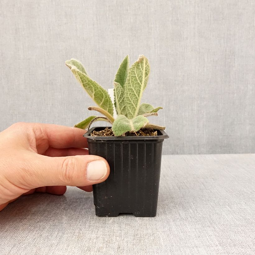 Spécimen de Verbascum thapsus - Molène Bouillon blanc Godet de 8/9 cm tel que livré au printemps