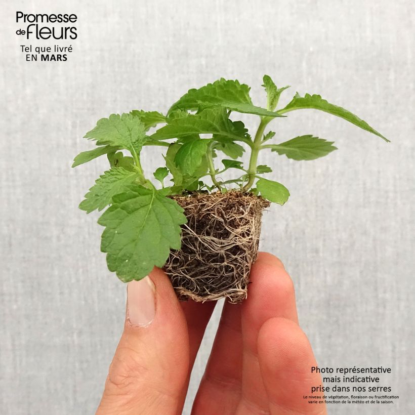 Spécimen de Verbena bonariensis Vanity - Verveine de Buenos Aires Mini-motte Ø 3/4 cm tel que livré au printemps