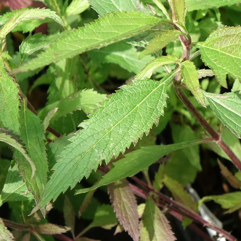 Verbena hastata Blue Spires - Verveine hastée (Foliage)
