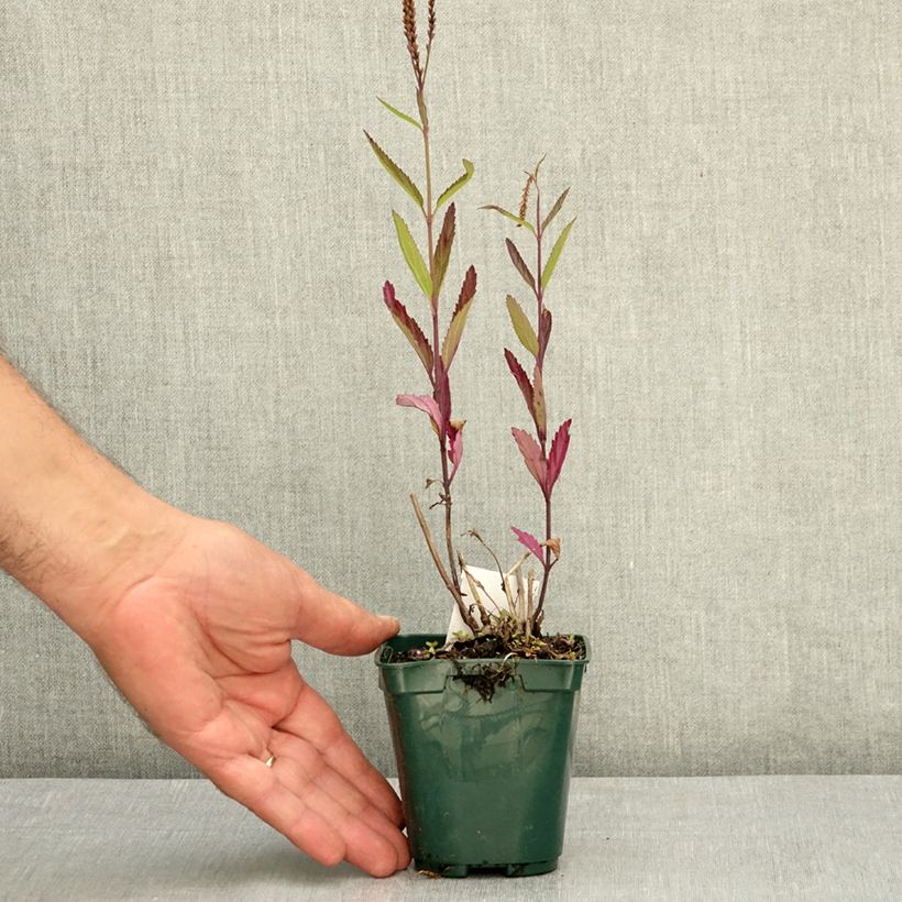 Spécimen de Verbena hastata Pink Spires - Verveine hastée Godet de 8/9 cm tel que livré en été