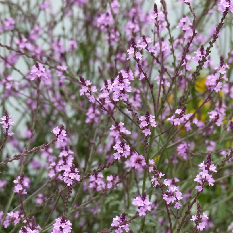 Verbena officinalis Bampton - Verveine officinale (Flowering)