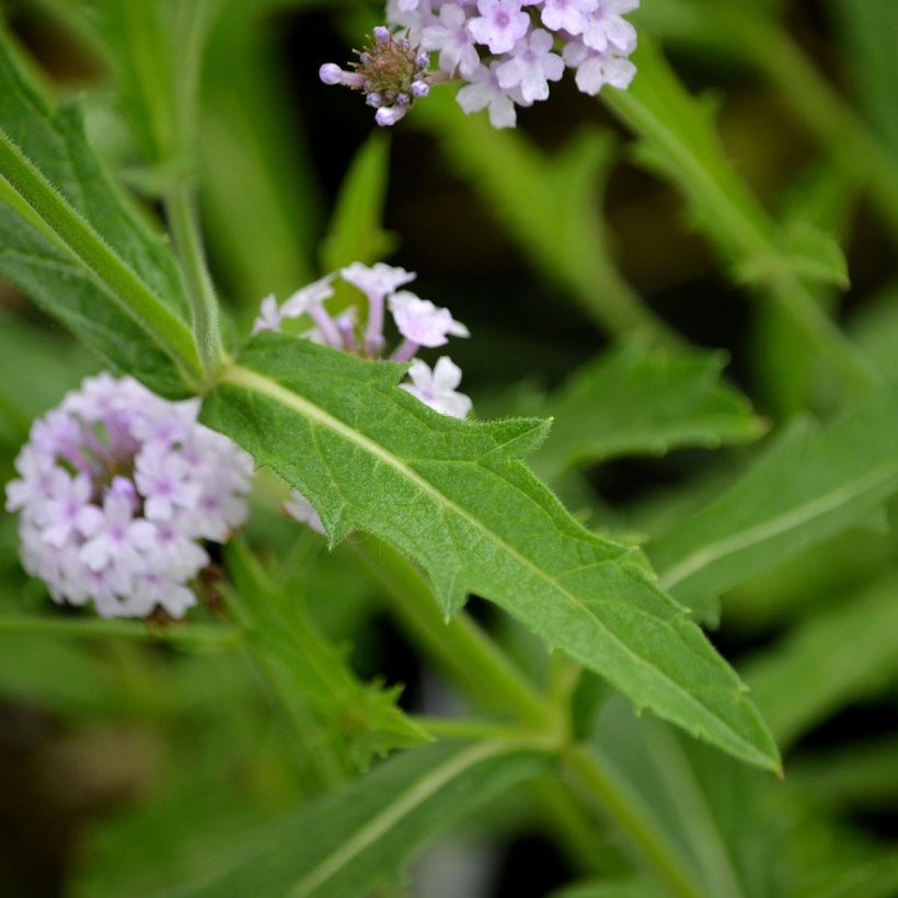 Verbena rigida Polaris, Verveine (Foliage)