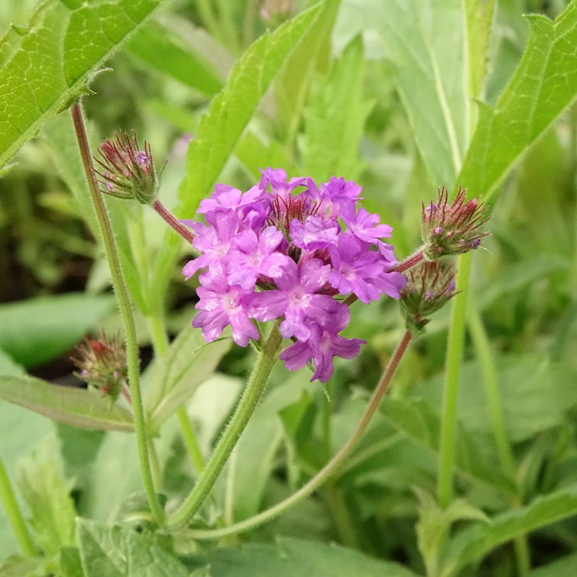 Verbena rigida Venosa - Verveine rugueuse (Floraison)