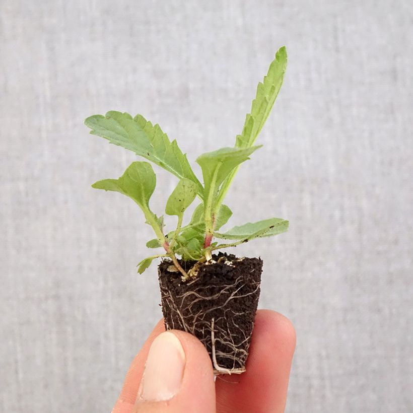 Spécimen de Verbena rigida Venosa - Verveine rugueuse Mini-motte Ø 3/4 cm, Livré en plant vert de 5 à 10 cm de hauteur tel que livré au printemps