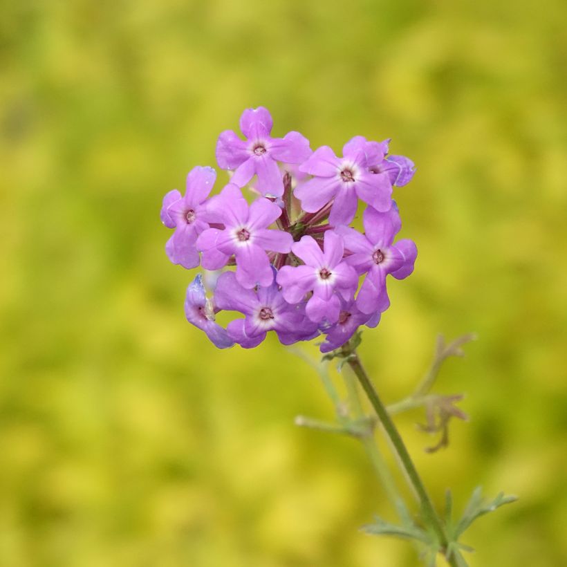Verbena tenuisecta - Verveine mousse (Floraison)