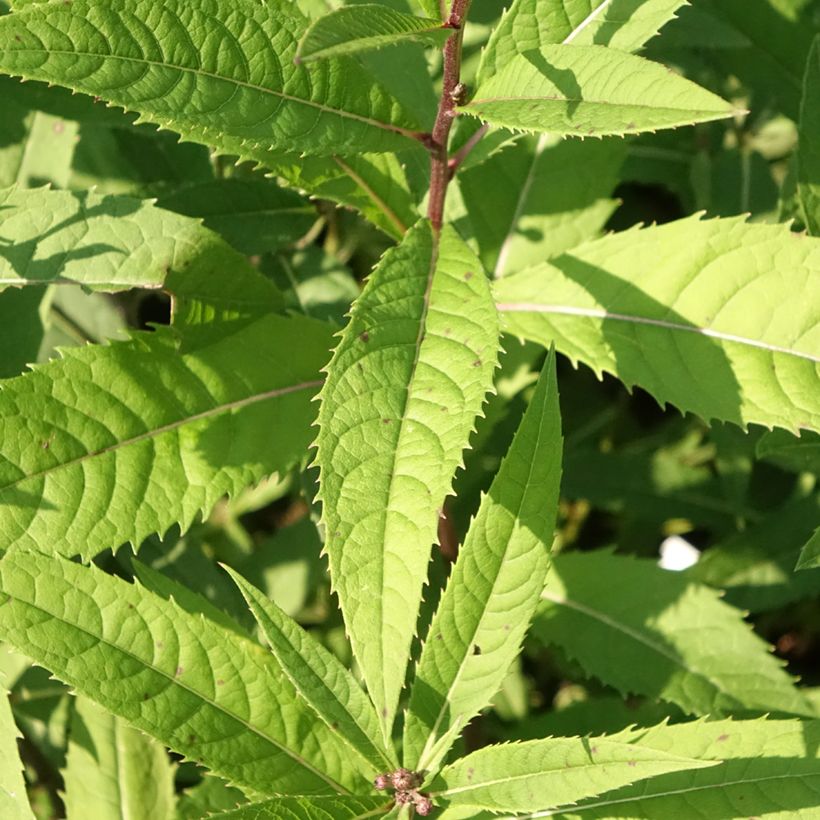 Vernonia arkansana - Vernone de l'Arkansas (Foliage)