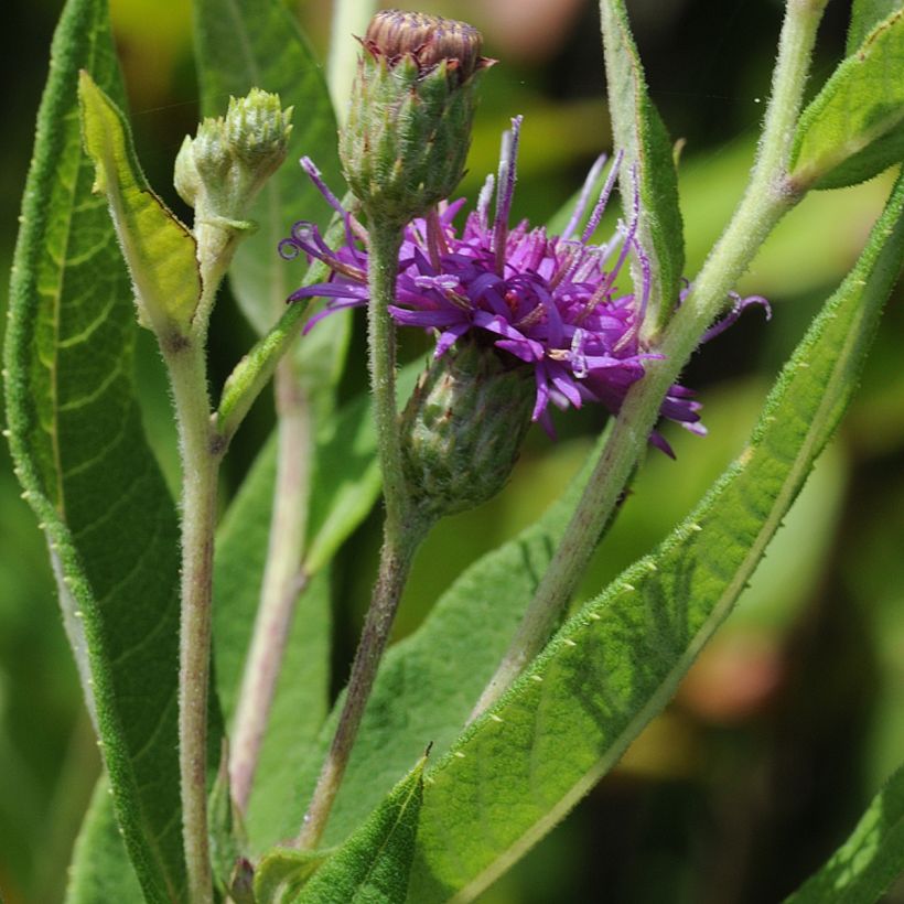 Vernonia gigantea - Vernonie géante (Foliage)