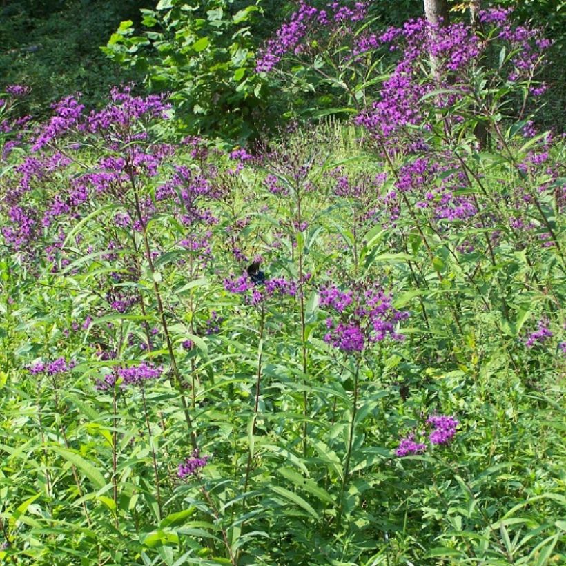 Vernonia gigantea - Vernonie géante (Plant habit)