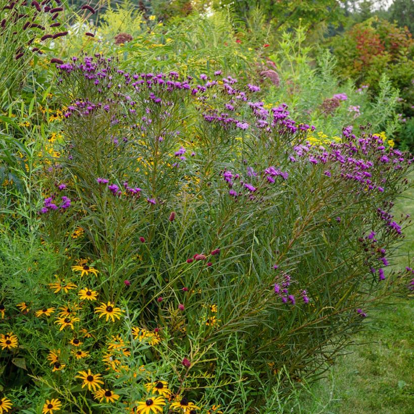 Vernonia lettermannii - Vernone de Letterman (Plant habit)