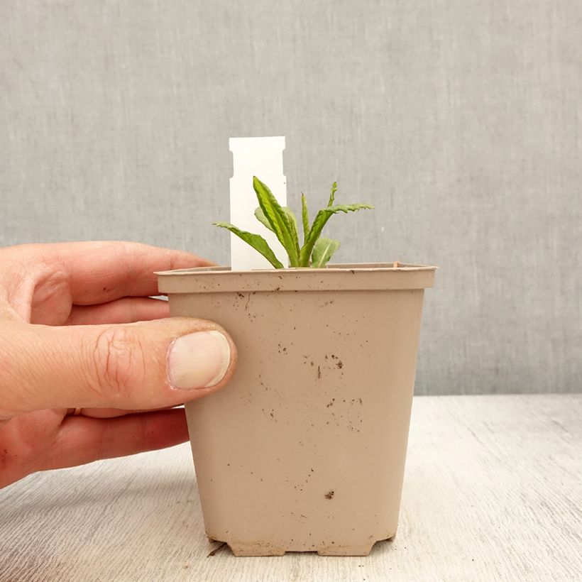 Spécimen de Vernonia missurica - Vernone du Missouri Godet de 8/9 cm tel que livré au printemps