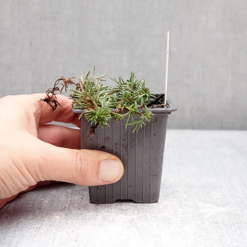 Spécimen de Veronica armena - Véronique d'Arménie Godet de 8/9 cm tel que livré en hiver