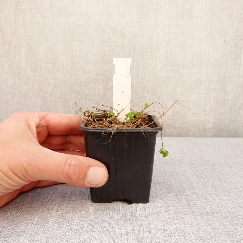 Spécimen de Veronica filiformis - Véronique filiforme Godet de 8/9 cm tel que livré au printemps