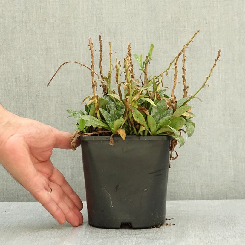 Spécimen de Veronica  gentianoides Tissington White - Véronique du Caucase Pot de 1,5L/2L tel que livré en été