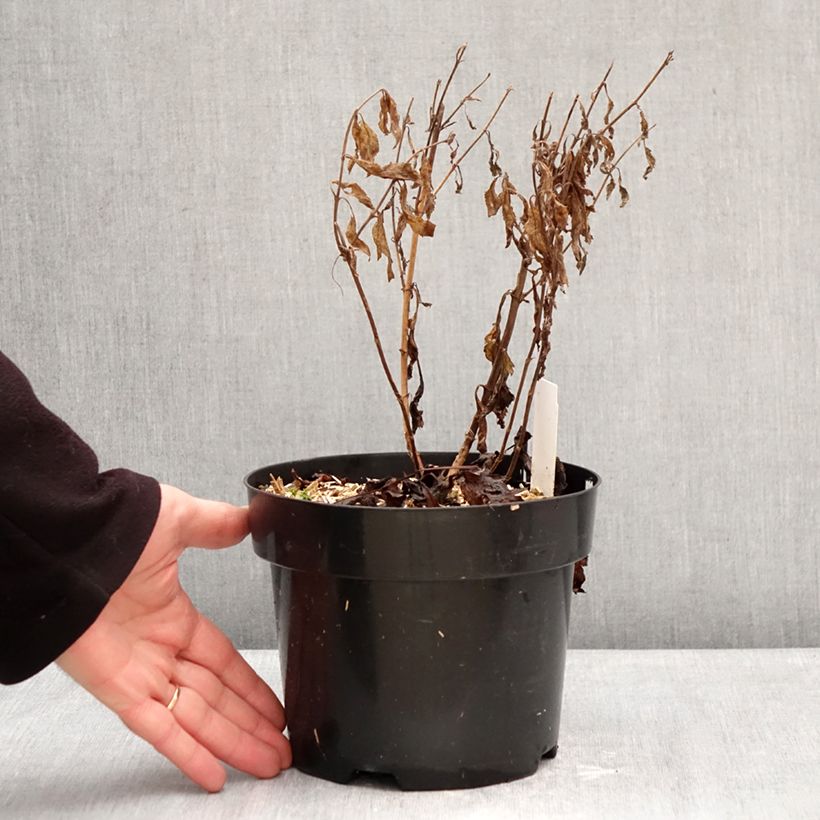 Spécimen de Veronica Lavender Lightsaber - Véronique hybride Pot de 2L/3L tel que livré en hiver