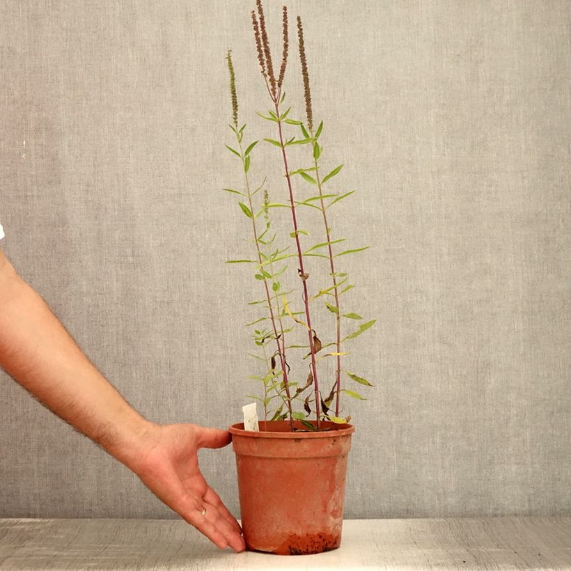 Spécimen de Veronica longifolia First Glory - Véronique à longues feuilles Pot de 2L/3L tel que livré en été