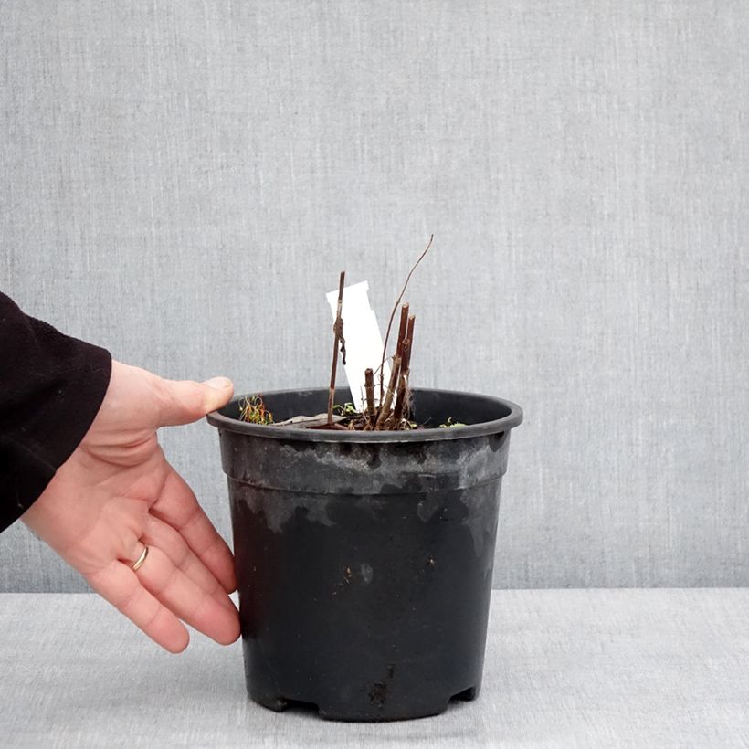 Spécimen de Veronica longifolia First Glory - Véronique à longues feuilles Pot de 2L/3L tel que livré en hiver