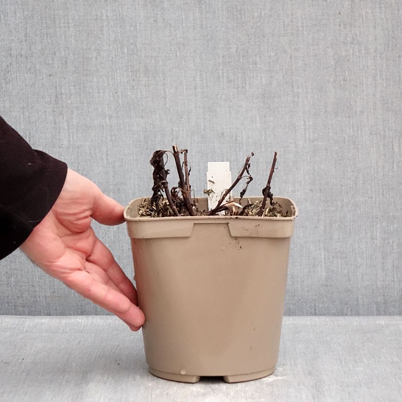 Example of Veronica Purpleicious Harmony - Véronique hybride Pot de 2L/3L as you get in hiver