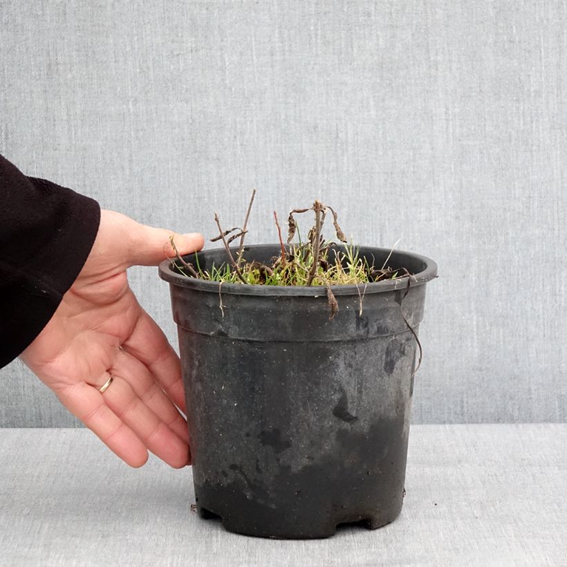 Spécimen de Veronica spicata Baby Blue - Véronique en épis Pot de 2L/3L tel que livré en hiver