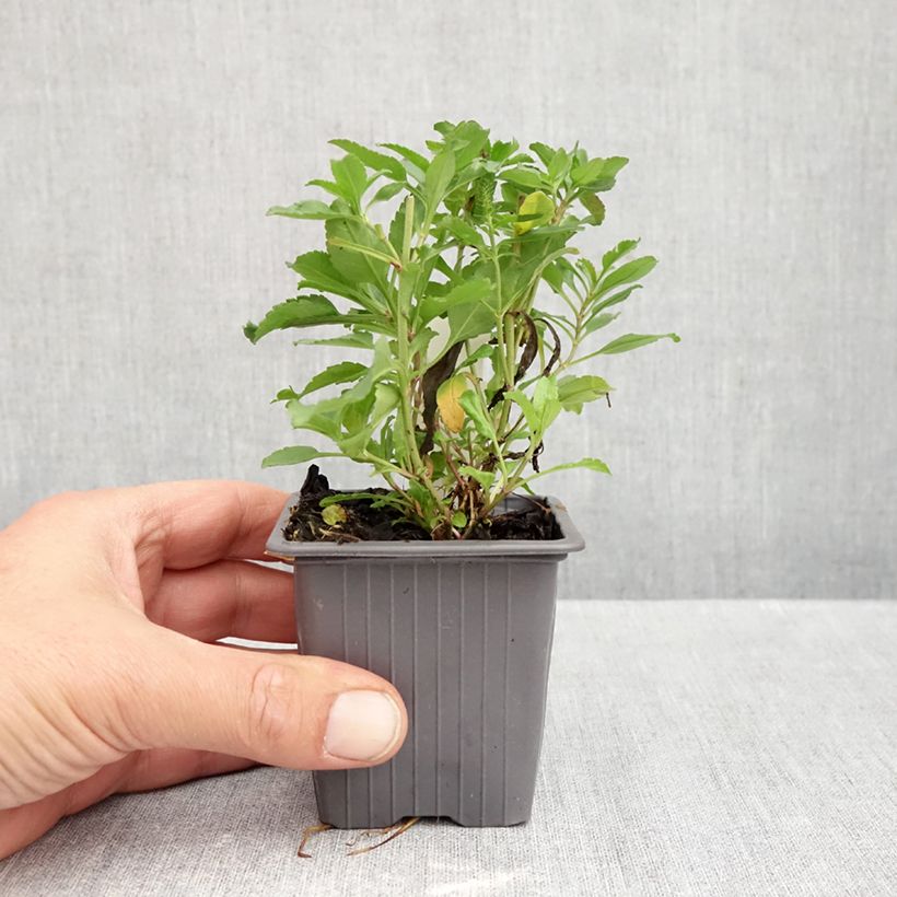 Spécimen de Veronica spicata Bubblegum Candles - Véronique en épis Godet de 8/9 cm tel que livré en automne