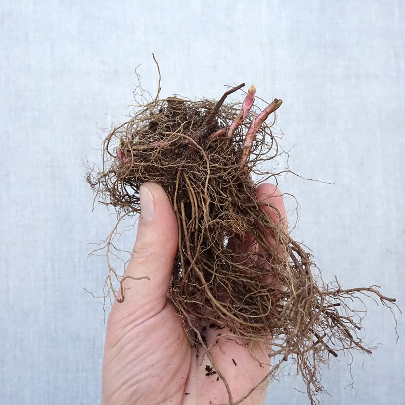 Spécimen de Veronica spicata First Love - Véronique Racines nues, Qualité Extra équivalant à un pot de 2L tel que livré en hiver