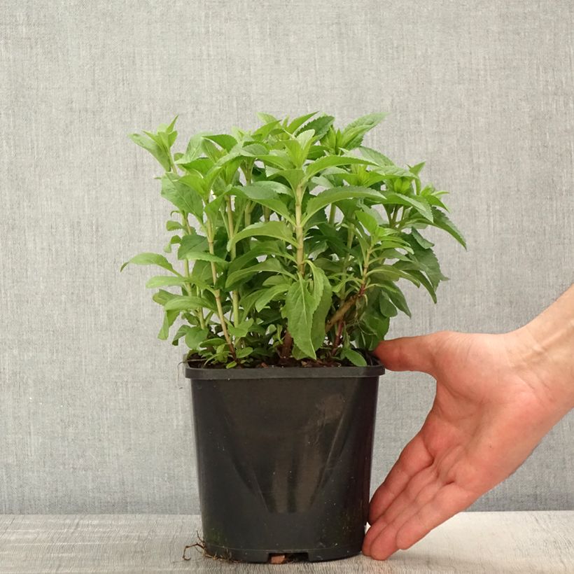 Spécimen de Veronica spicata Royal Candles - Véronique en épis Pot de 1,5L/2L tel que livré au printemps