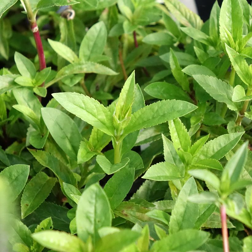 Veronica spicata Ulster Dwarf Blue - Véronique en épis (Foliage)