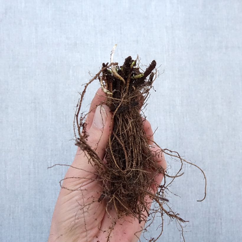 Example of Veronica spicata Ulster Dwarf Blue - Véronique en épis Racines nues, Qualité Extra équivalant à un pot de 2L as you get in hiver