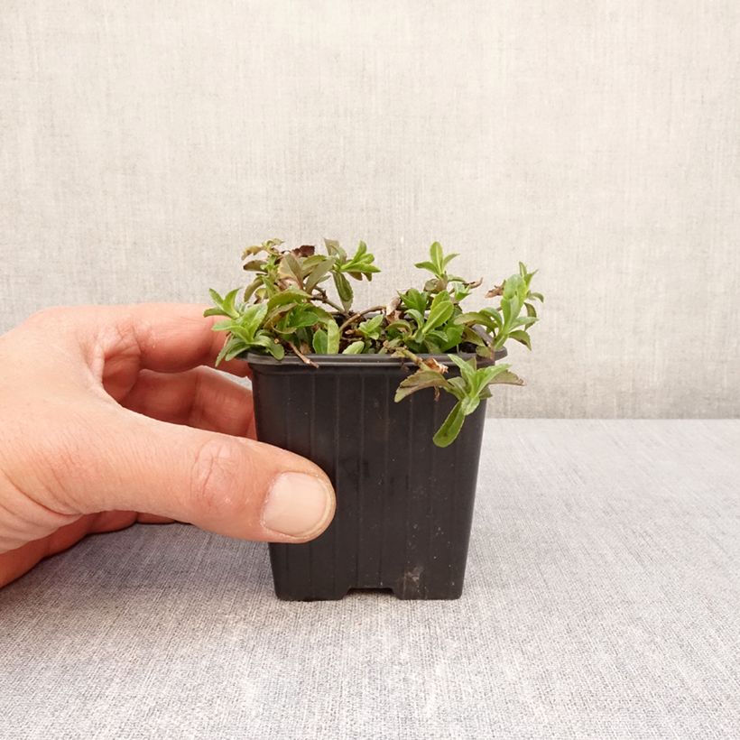 Spécimen de Veronica x cantiana Kentish Pink - Véronique Godet de 8/9 cm tel que livré au printemps