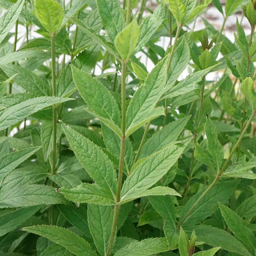 Veronicastrum virginicum Challenger - Véronique de Virginie (Feuillage)