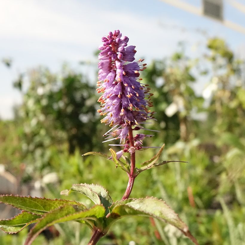 Veronicastrum virginicum Cupid - Véronique Cupid (Flowering)