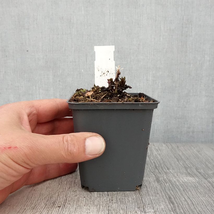 Spécimen de Veronicastrum virginicum Diana - Véronique de Virginie Godet de 8/9 cm tel que livré au printemps