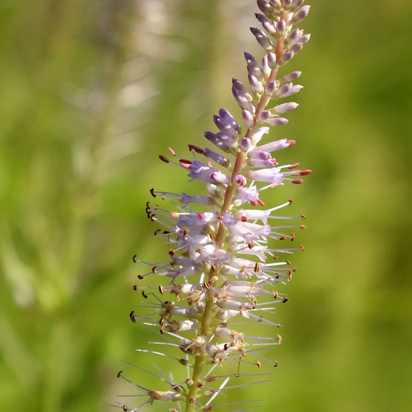 Veronicastrum virginicum Lavendelturm - Véronique de Virgine lavande pâle (Floraison)