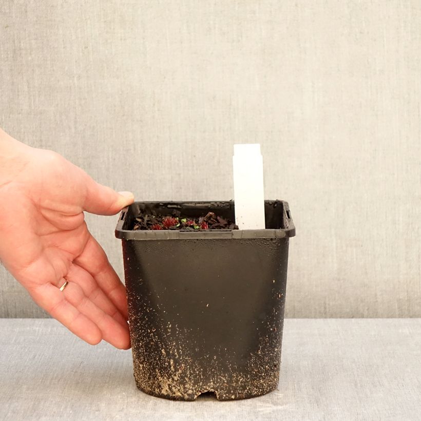 Spécimen de Veronicastrum virginicum Lavendelturm - Véronique de Virgine lavande pâle Pot de 2L/3L tel que livré en hiver