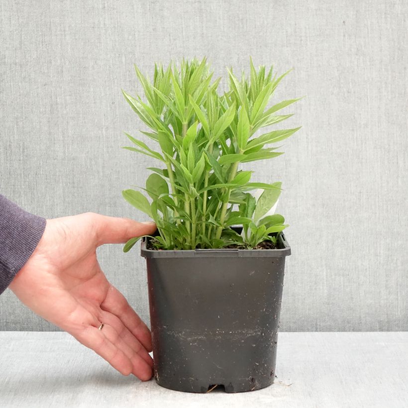 Spécimen de Veronicastrum virginicum Lavendelturm - Véronique de Virgine lavande pâle Pot de 2L/3L tel que livré au printemps